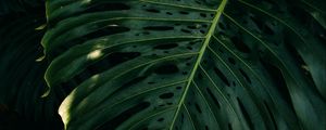 Preview wallpaper leaf, plant, green, surface
