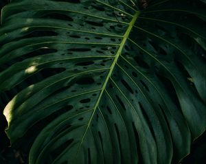 Preview wallpaper leaf, plant, green, surface