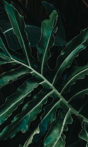Preview wallpaper leaf, plant, green, carved
