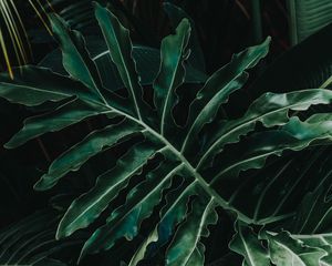 Preview wallpaper leaf, plant, green, carved