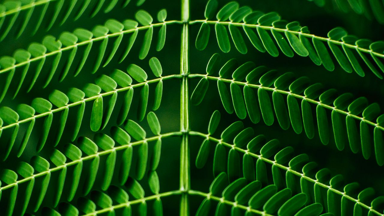Wallpaper leaf, plant, green, branch, blur, symmetry