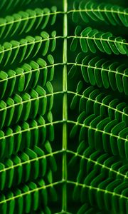 Preview wallpaper leaf, plant, green, branch, blur, symmetry