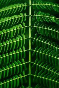 Preview wallpaper leaf, plant, green, branch, blur, symmetry