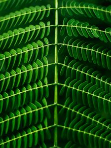 Preview wallpaper leaf, plant, green, branch, blur, symmetry