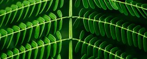 Preview wallpaper leaf, plant, green, branch, blur, symmetry