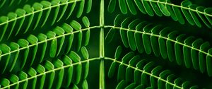 Preview wallpaper leaf, plant, green, branch, blur, symmetry