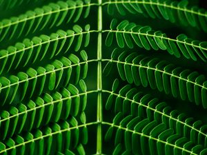 Preview wallpaper leaf, plant, green, branch, blur, symmetry