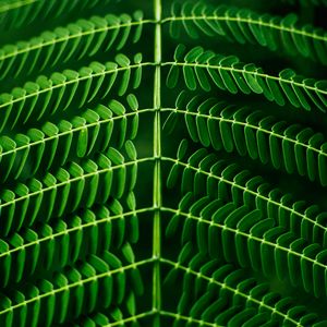 Preview wallpaper leaf, plant, green, branch, blur, symmetry