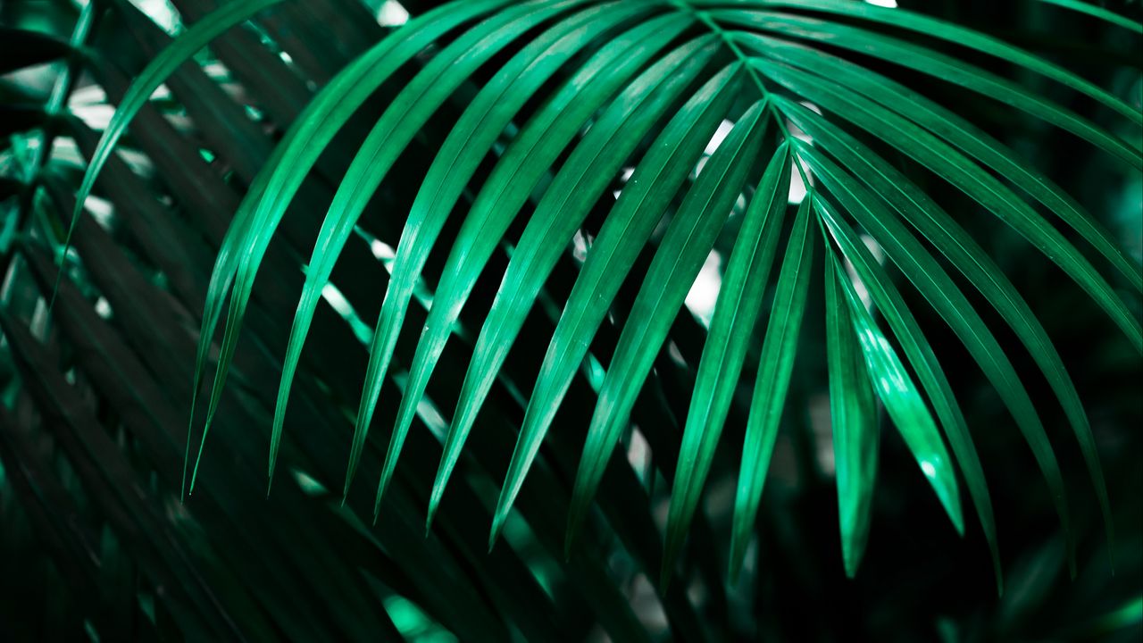 Wallpaper leaf, plant, green, dark, shadow