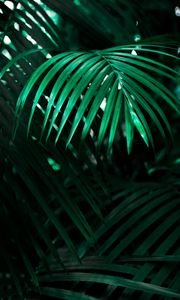 Preview wallpaper leaf, plant, green, dark, shadow