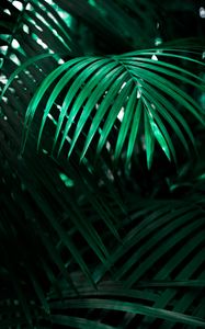 Preview wallpaper leaf, plant, green, dark, shadow