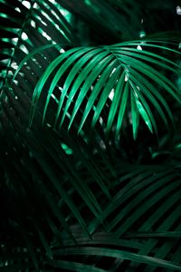 Preview wallpaper leaf, plant, green, dark, shadow