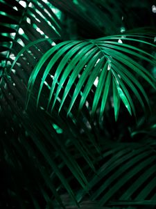 Preview wallpaper leaf, plant, green, dark, shadow