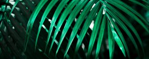 Preview wallpaper leaf, plant, green, dark, shadow