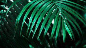 Preview wallpaper leaf, plant, green, dark, shadow