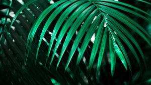 Preview wallpaper leaf, plant, green, dark, shadow
