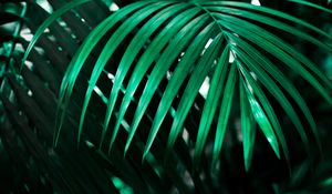 Preview wallpaper leaf, plant, green, dark, shadow