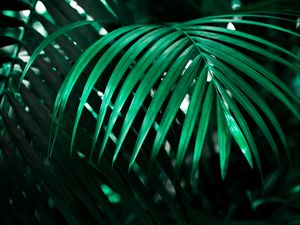 Preview wallpaper leaf, plant, green, dark, shadow