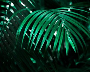Preview wallpaper leaf, plant, green, dark, shadow