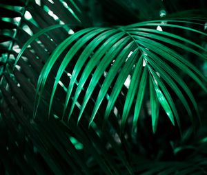 Preview wallpaper leaf, plant, green, dark, shadow
