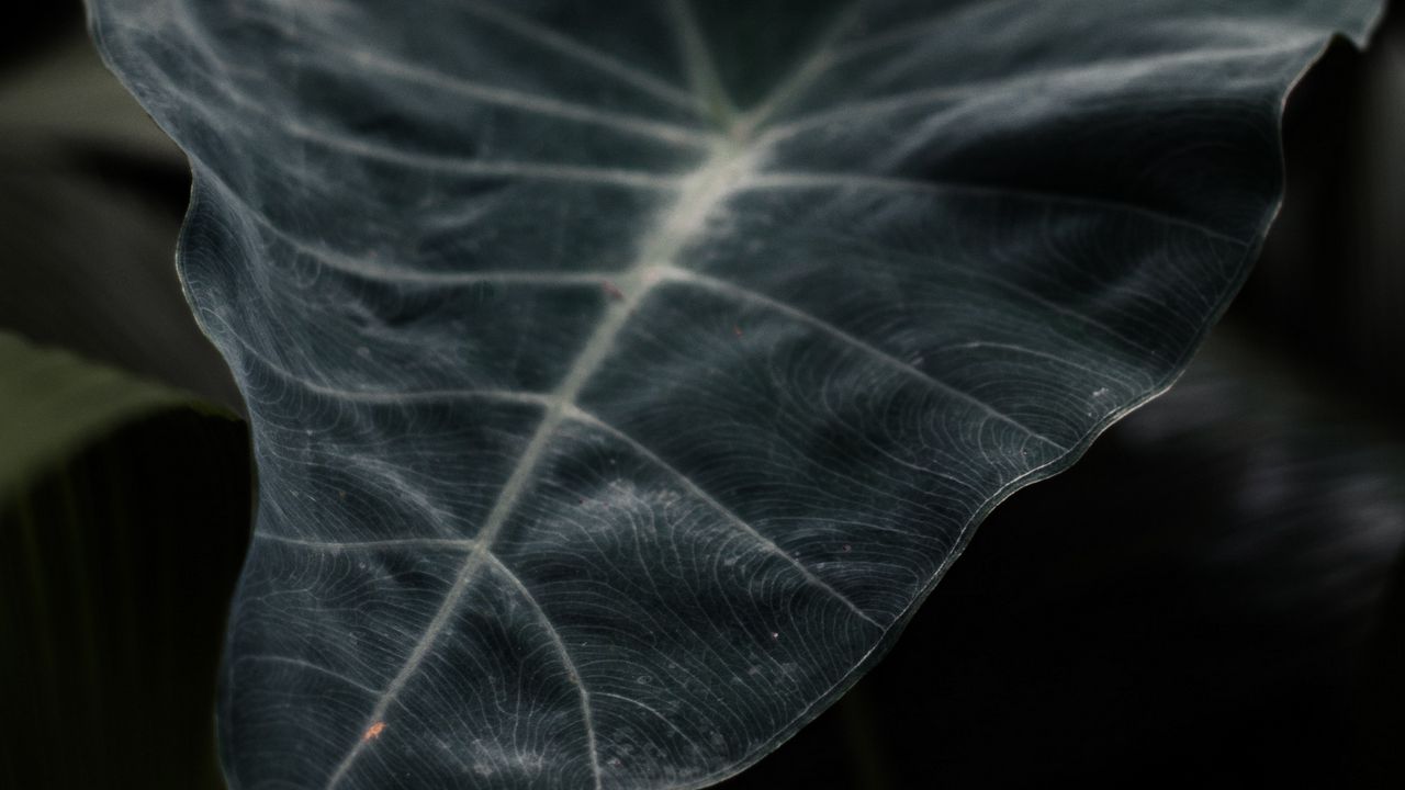 Wallpaper leaf, plant, green, dark, blur, closeup