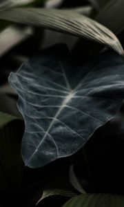 Preview wallpaper leaf, plant, green, dark, blur, closeup