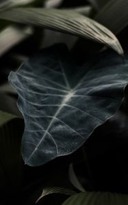 Preview wallpaper leaf, plant, green, dark, blur, closeup