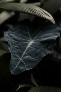 Preview wallpaper leaf, plant, green, dark, blur, closeup