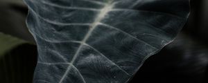 Preview wallpaper leaf, plant, green, dark, blur, closeup