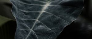 Preview wallpaper leaf, plant, green, dark, blur, closeup