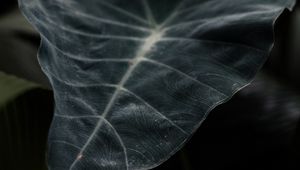 Preview wallpaper leaf, plant, green, dark, blur, closeup