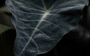 Preview wallpaper leaf, plant, green, dark, blur, closeup