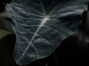 Preview wallpaper leaf, plant, green, dark, blur, closeup