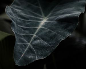 Preview wallpaper leaf, plant, green, dark, blur, closeup