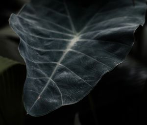 Preview wallpaper leaf, plant, green, dark, blur, closeup