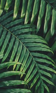 Preview wallpaper leaf, plant, green, carved, vegetation, branch