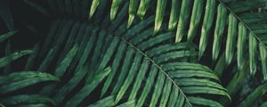 Preview wallpaper leaf, plant, green, carved, vegetation, branch
