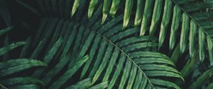 Preview wallpaper leaf, plant, green, carved, vegetation, branch