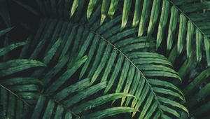 Preview wallpaper leaf, plant, green, carved, vegetation, branch