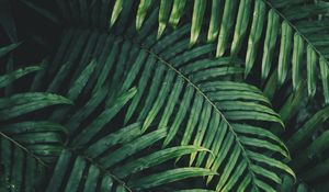 Preview wallpaper leaf, plant, green, carved, vegetation, branch