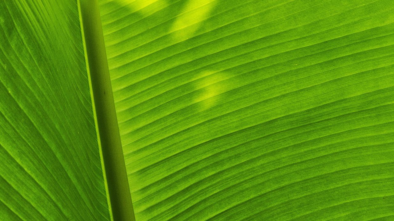 Wallpaper leaf, plant, green, shadow