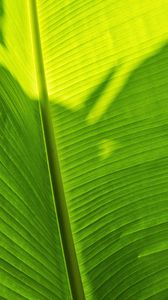 Preview wallpaper leaf, plant, green, shadow