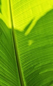 Preview wallpaper leaf, plant, green, shadow
