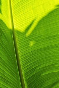 Preview wallpaper leaf, plant, green, shadow