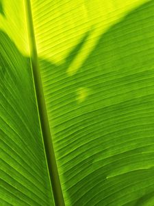 Preview wallpaper leaf, plant, green, shadow