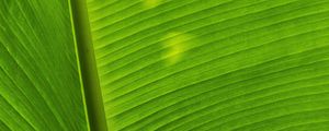Preview wallpaper leaf, plant, green, shadow