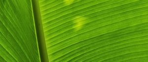 Preview wallpaper leaf, plant, green, shadow