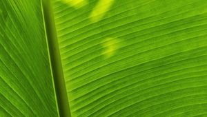 Preview wallpaper leaf, plant, green, shadow