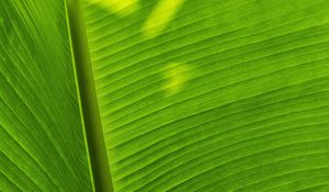 Preview wallpaper leaf, plant, green, shadow
