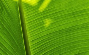 Preview wallpaper leaf, plant, green, shadow